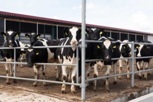Is up government subsidy for dairy farming? 