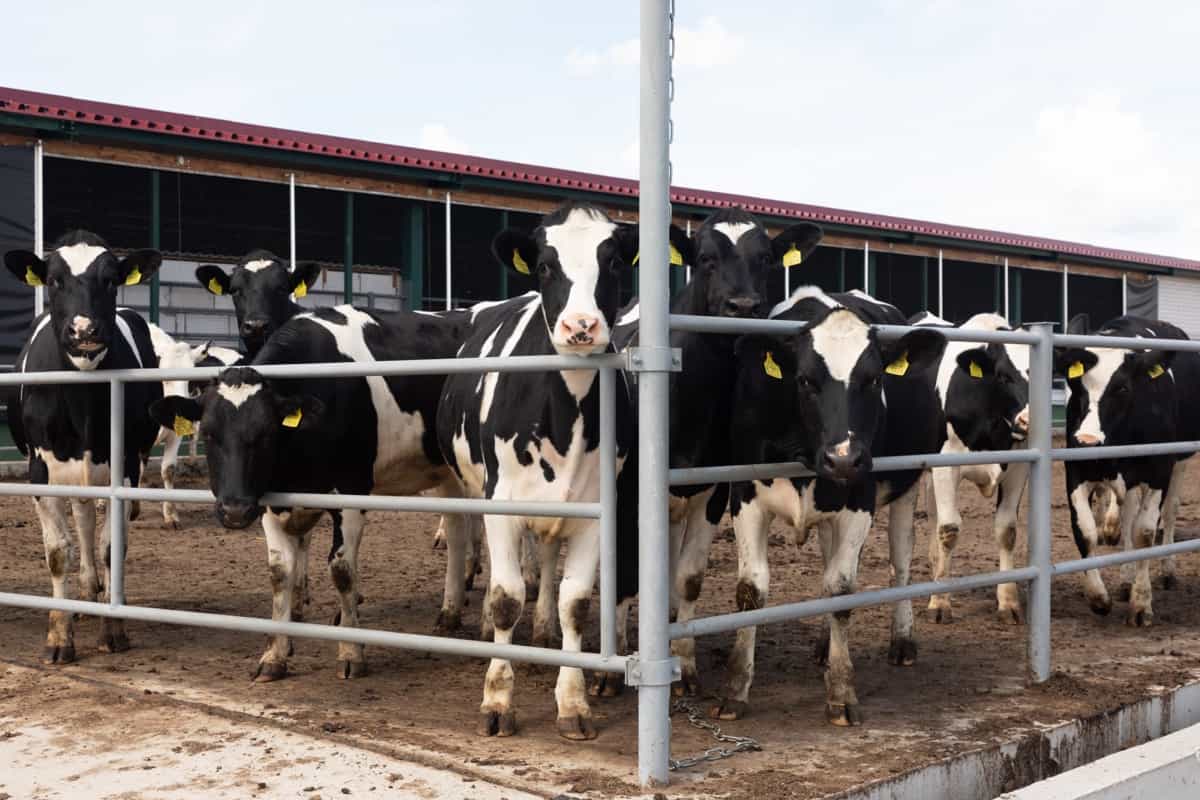 Is up government subsidy for dairy farming?